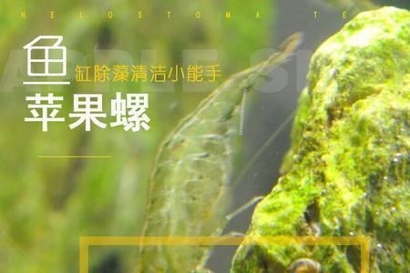 鱼缸里面有蜗牛有什么坏处吗