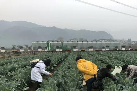 房顶什么时间种植花菜