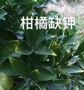 柑桔缺锌与缺镁的区别