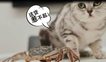 猫可以吃蟹膏吗