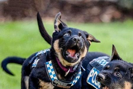 警犬为啥戴眼镜