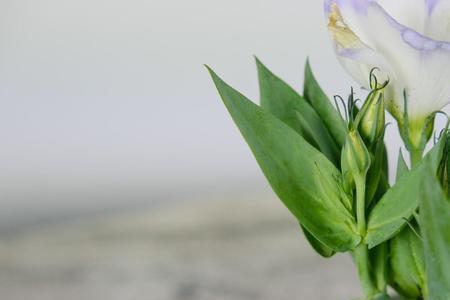 桔梗花的花期不在冬季