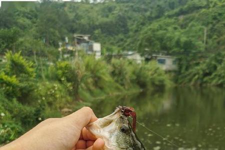 加州鲈鱼钓上来要不要捏嘴