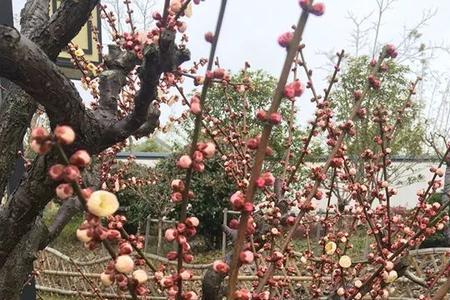 梅花是雌雄同株吗