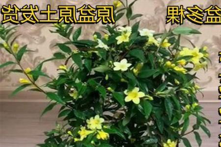 香水茉莉为什么好长时间不开花