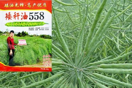 什么油菜籽出油率51%