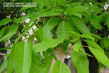 沙优是什么植物