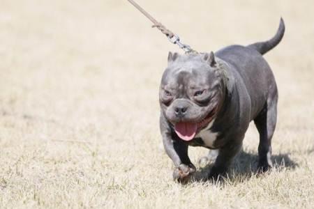 恶霸犬和德牧哪个更好