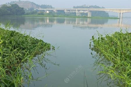 增城东江钓鱼最佳钓点