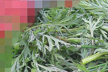 柳蒿芽能采摘到什么季节