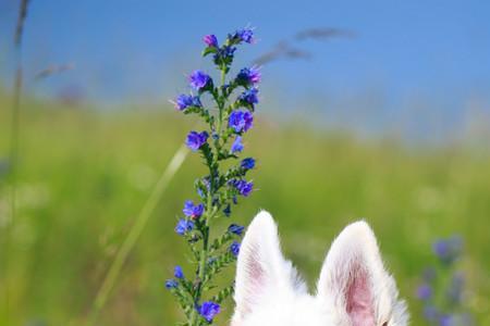 瑞士牧羊犬长毛好还是短毛