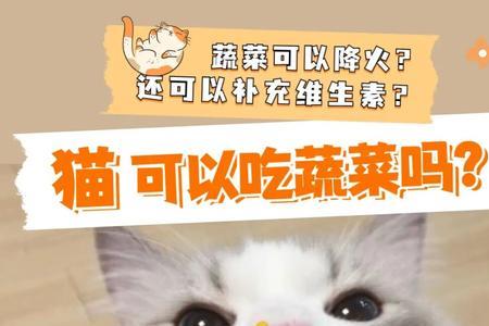 猫可以吃果馅吗