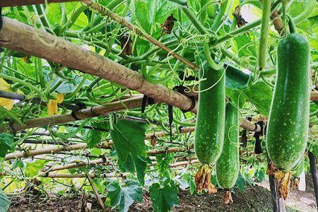 黑毛节瓜种植方法