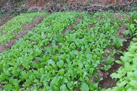 辛硫磷跟菜种一起用行吗