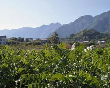 河南哪些地方适合种植碧根果