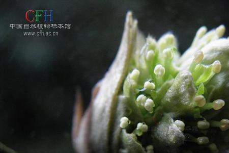 白背木花有蜜吗