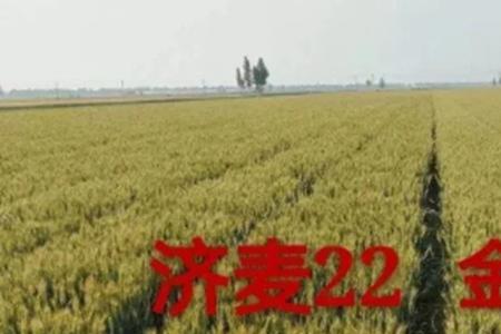 天民198小麦啥时间种合适