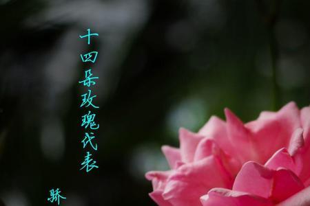 风雨玫瑰意思