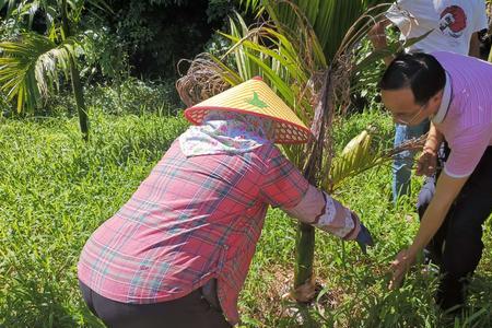 沙地适合种植槟榔吗