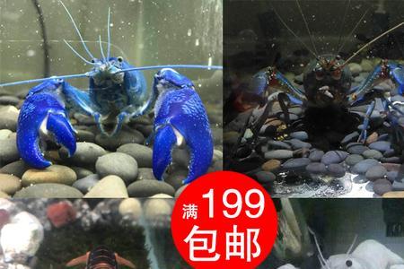 鳌虾3厘米苗怎么养