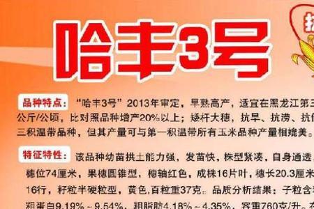 哈丰303玉米简单介绍