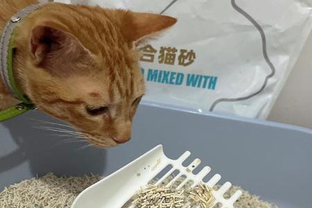 猫砂土砂可以用来种花吗