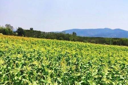 水果玉米全国种植最大基地