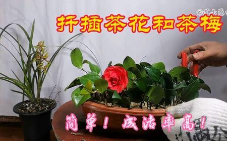 茶梅水扦插