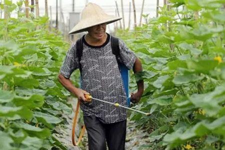 大颗粒尿素可以叶面喷施吗