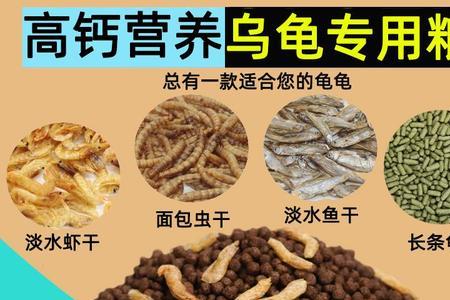 一斤重的龟吃几号饲料