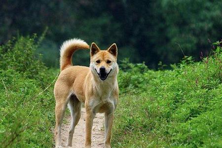 中华田园犬可以吃薄荷糖吗