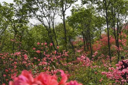 昆嵛山映山红几月开