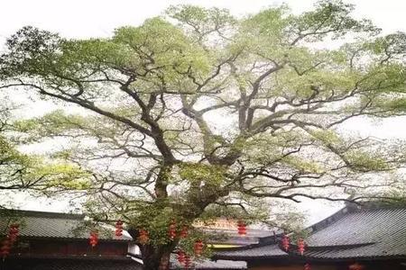 一岁多宝宝可以去寺庙吗