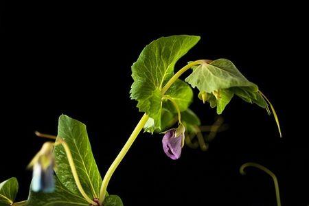 熊猫豆植株长啥样