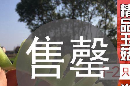 南汇玉菇怎么种