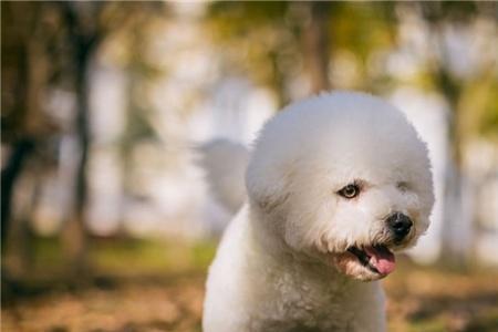 比熊幼犬攻击人前兆