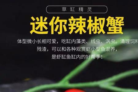 迷你辣椒蟹刚到家怎么处理