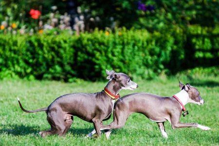 灵缇犬幼犬几个月停止生长