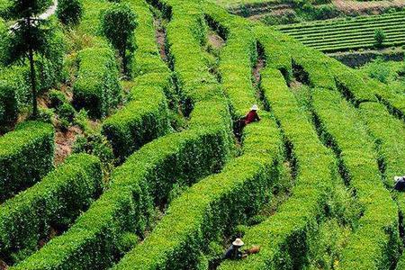 乌龙茶种植时间和方法