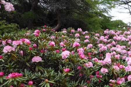 高山米叶杜鹃几月开花