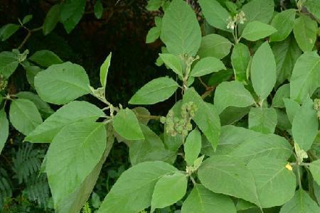 野茄子树是颠茄吗