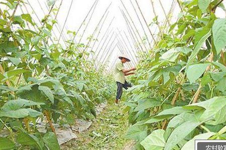 大长扁豆的种植方法