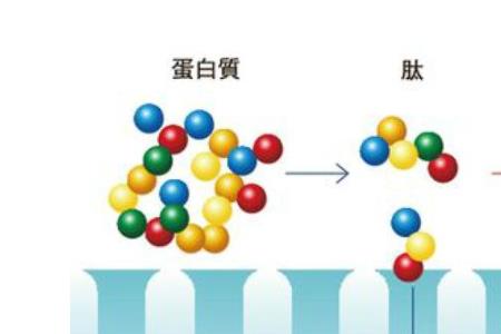 肽类是蛋白吗