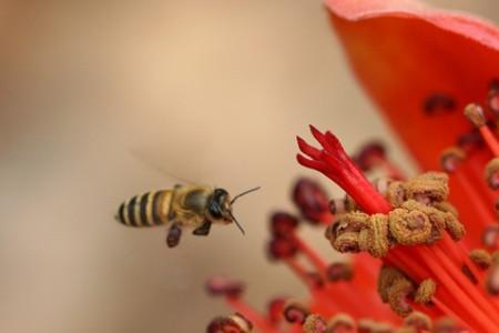 蜂花能吃吗