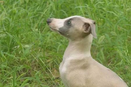 灵缇犬幼犬几个月长得快