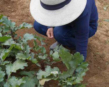 凤梨萝卜一个能长多大