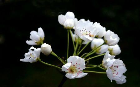 黄梨花和白梨花温度适宜一致吗