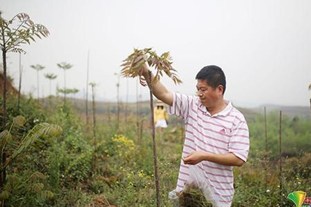 湖南最大香椿种植基地