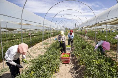 湖南省7月种菜大全