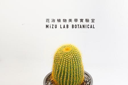 金冠的仙人掌科植物